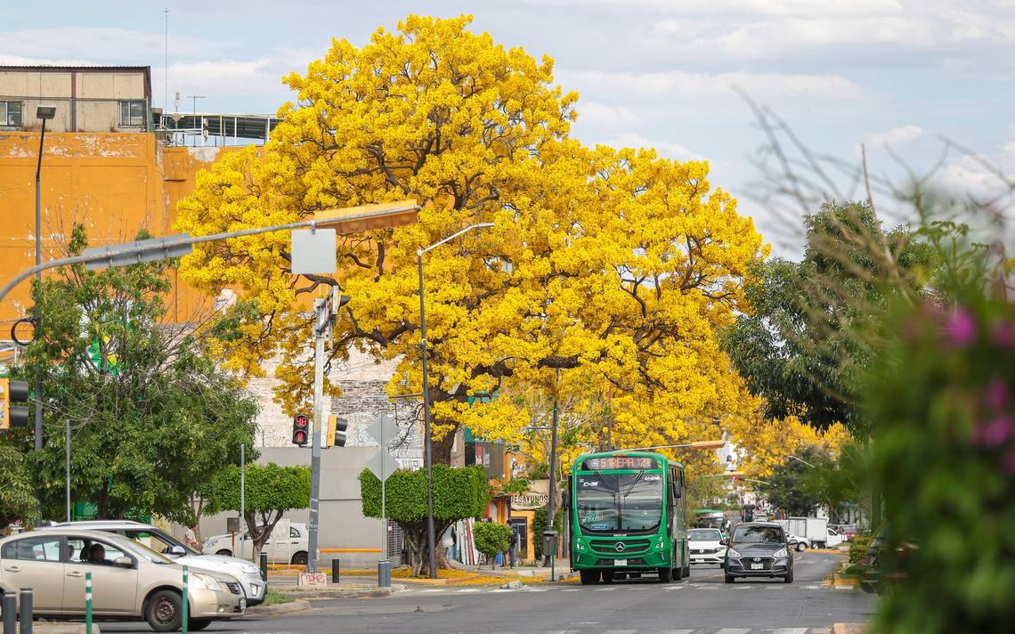 Guadalajara se viste de majestuosos colores con árboles de la primavera [FOTOS] - El Occidental | Noticias Locales, Policiacas, sobre México, Guadalajara y el Mundo