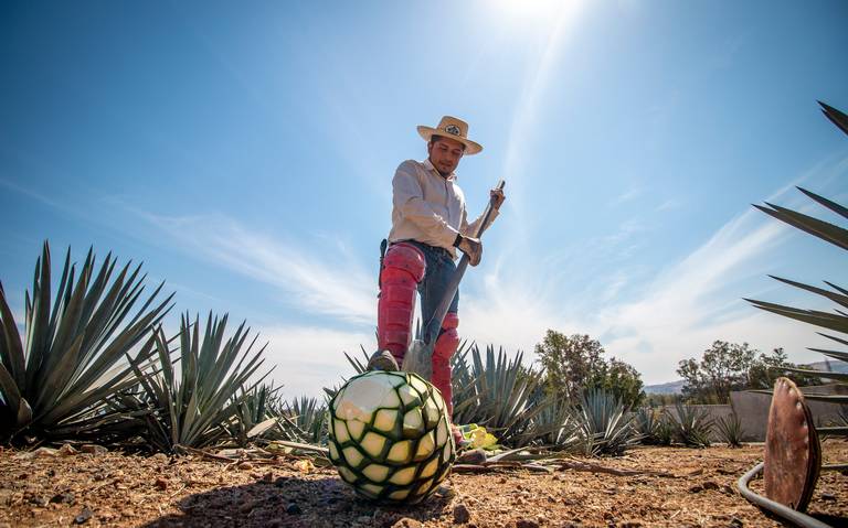 ABUELOS - AGAVES