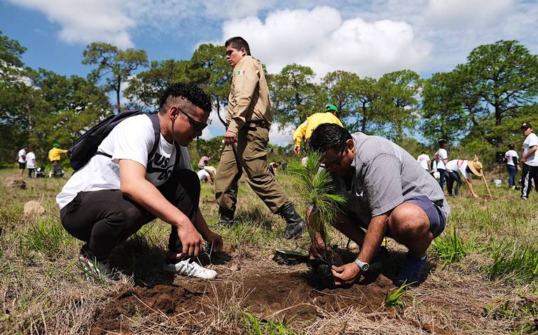 Vivero militar de Ameca prepara producción de 231 mil árboles frutales - El  Occidental | Noticias Locales, Policiacas, sobre México, Guadalajara y el  Mundo