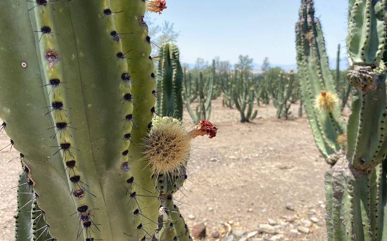 pitayas mexicanas