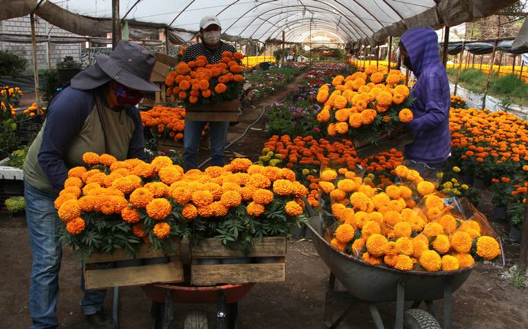 Venta de la flor de cempasúchil, va a la baja en Jalisco - El Occidental |  Noticias Locales, Policiacas, sobre México, Guadalajara y el Mundo