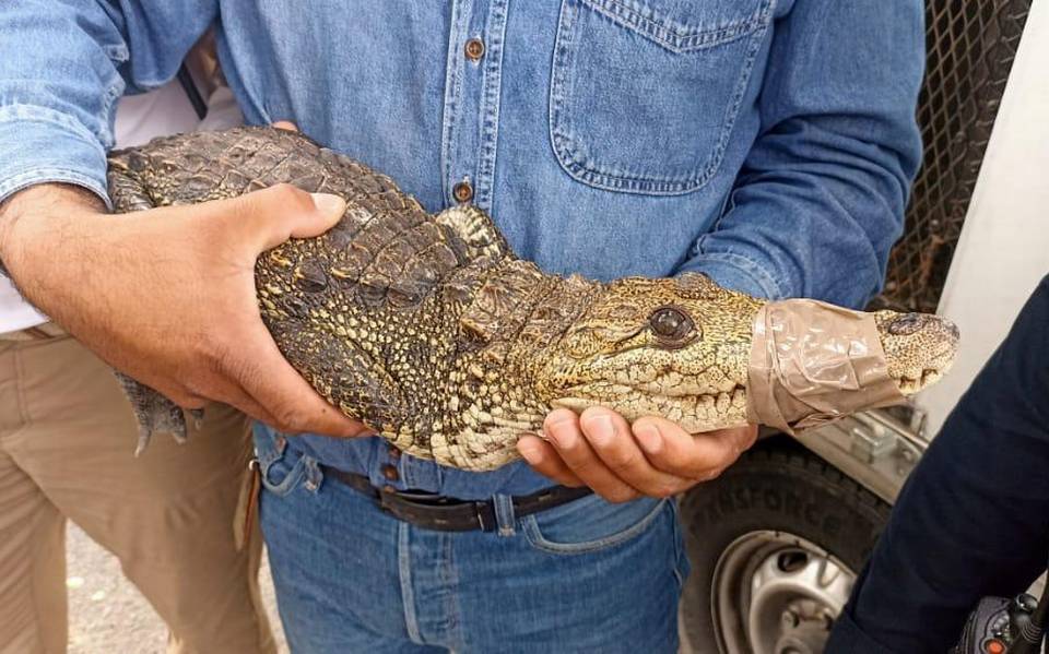 Capturan a cocodrilo en peligro de extinción que deambulaba por Oblatos - El  Occidental | Noticias Locales, Policiacas, sobre México, Guadalajara y el  Mundo