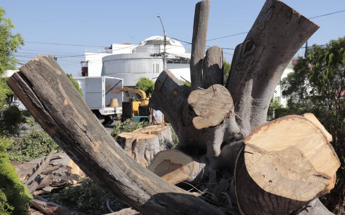 Sorprende a vecinos tala de árbol en Jardines del Country molestos  inconformes - El Occidental | Noticias Locales, Policiacas, sobre México,  Guadalajara y el Mundo