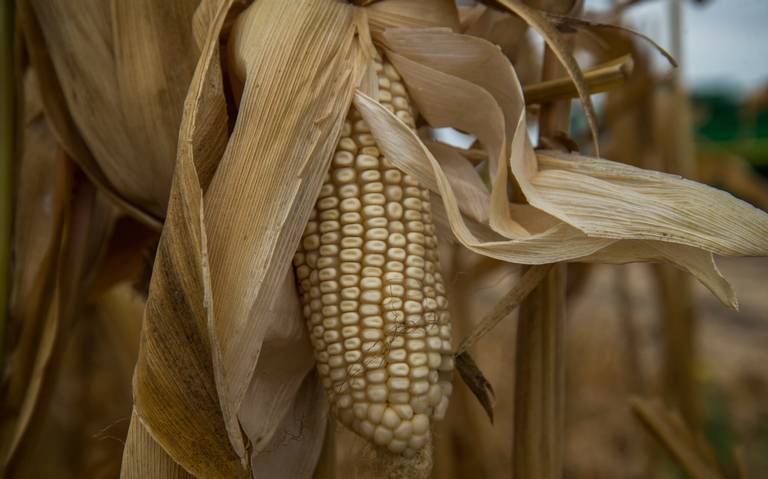 Aumento en el precio de fertilizantes, un factor que afectará la producción  del maíz - El Occidental | Noticias Locales, Policiacas, sobre México,  Guadalajara y el Mundo