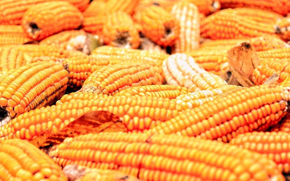 Feria del Elote se llevará a cabo en Xalisco, Nayarit: Conoce aquí todos  los detalles - El Occidental | Noticias Locales, Policiacas, sobre México,  Guadalajara y el Mundo