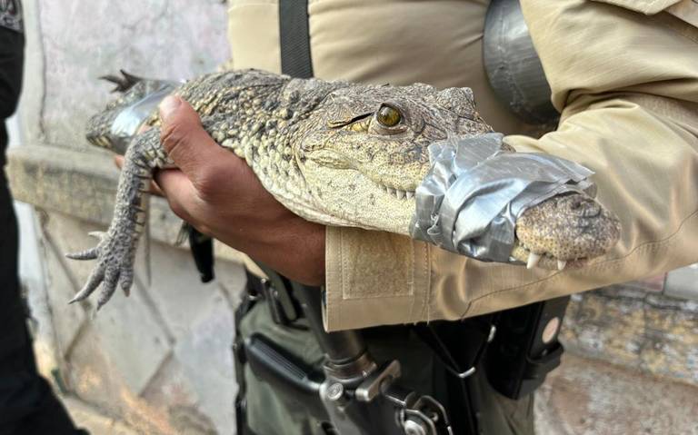 Vaya susto se llevó! Hombre se encontró con un cocodrilo de metro y medio  que deambulaba por calles de Guadalajara; ya fue asegurado - El Occidental  | Noticias Locales, Policiacas, sobre México,